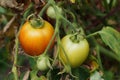 Close-up of ripening fruits of tomato Solanum lycopersicum in th