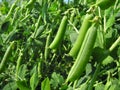 Close-up of the growing garden pea Royalty Free Stock Photo