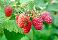 close-up of ripening raspberry branch