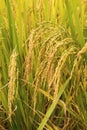 Close up of ripening rice