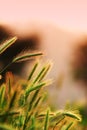 Close up of ripening rye ears Royalty Free Stock Photo