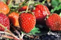 close-up of ripening strawberry Royalty Free Stock Photo