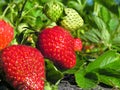 close-up of ripening strawberry Royalty Free Stock Photo