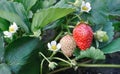 Close-up of ripening strawberry