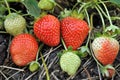 close-up of ripening strawberry Royalty Free Stock Photo