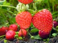 close-up of ripening strawberry Royalty Free Stock Photo