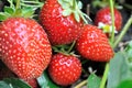 close-up of ripening strawberry Royalty Free Stock Photo