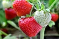 Close-up of ripening strawberry