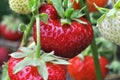 Close-up of ripening strawberry