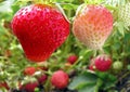 Close-up of ripening strawberry Royalty Free Stock Photo