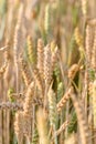 Close up of ripening wheat in a field during summer Royalty Free Stock Photo