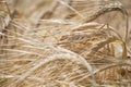 Close up of ripening yellow barley ears on field at summer time. Detail of golden barley Hordeum vulgare spikelets. Rich harvest