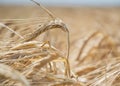 Close up of ripening yellow barley ears on field at summer time. Detail of golden barley Hordeum vulgare spikelets. Rich harvest