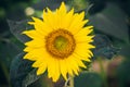 Close up of a ripening yellow sunflower