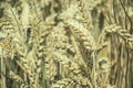 Close up of ripening yellow wheat ears on field at summer time. Detail of golden wheats Triticum spikelets. Rich harvest