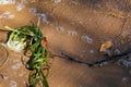 Close up of River Grass on the St. Croix River Shoreline Royalty Free Stock Photo