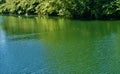 Close up of river water, simple scene with wild ducks and shore bushes Royalty Free Stock Photo