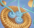 lipid-based nanoparticles is carrying RNA strands or small interfering RNA or siRNA, mRNA or CRISPR