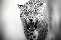 Close up of a roaring leopard isolated of transparent background. generative ai