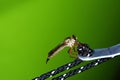 The Close up of robber fly Asilidae or assassin fly