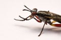 Close up robber fly isolated on white background Royalty Free Stock Photo