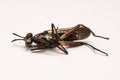 Close up robber fly isolated on white background Royalty Free Stock Photo