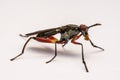 Close up robber fly isolated on white background Royalty Free Stock Photo