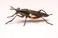 Close up robber fly isolated on white background Royalty Free Stock Photo