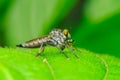 Close-Up of a Robber Fly Resting on a Green Leaf in Nature Royalty Free Stock Photo