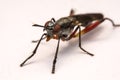 Close up robber fly on white background Royalty Free Stock Photo