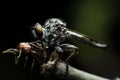 Close up Robberfly (Asilidae)