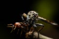 Close up Robberfly (Asilidae) eating prey Royalty Free Stock Photo