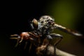 Close up Robberfly (Asilidae) eating prey