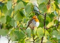 close up of a robin bird resting on a tree and chirping in fall Royalty Free Stock Photo