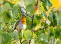 Close up of a robin bird resting on a tree and chirping in fall Royalty Free Stock Photo