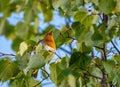 Close up of a robin bird resting on a tree and chirping in fall Royalty Free Stock Photo