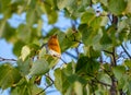 close up of a robin bird resting on a tree and chirping in fall Royalty Free Stock Photo
