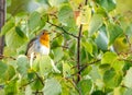 Close up of a robin bird resting on a tree and chirping in fall Royalty Free Stock Photo