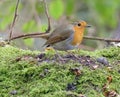 Close-up of robin on moss