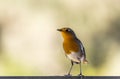 Close up of a robin in nature.Isolated ,copy-space.