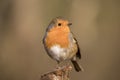 Robin redbreast bird, erithacus rubecula perched on a branch Royalty Free Stock Photo