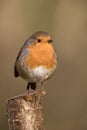Robin redbreast bird, erithacus rubecula perched on a branch Royalty Free Stock Photo