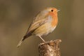 Robin redbreast bird, erithacus rubecula perched on a branch Royalty Free Stock Photo