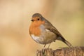 Robin redbreast bird, erithacus rubecula perched on a branch Royalty Free Stock Photo