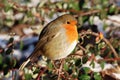 Close-up of robin in winter sunshine