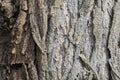 Close Up Robinia Pseudoacacia Bark At Amsterdam The Netherlands 4-4-2024