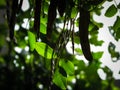 Close up of Robinia pseudoacacia Tree pods