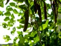 Close up of Robinia pseudoacacia Tree pods