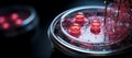 Close up of a robot blood sample in a petri dish with red light