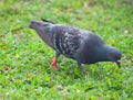 Close up of Rock Dove or Domestic Pigeon - Columba Livia - feeding among Green Grass Royalty Free Stock Photo